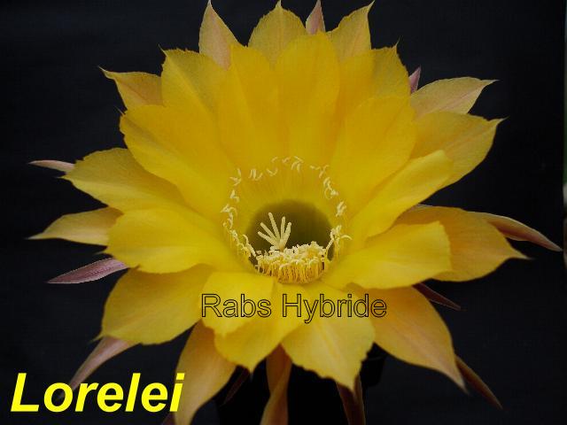 Lorelei.jpg